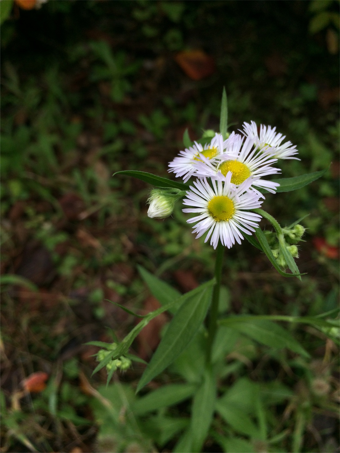 f:id:m-hatch:20150925214427j:image f:id:m-hatch:20150925214427j:image