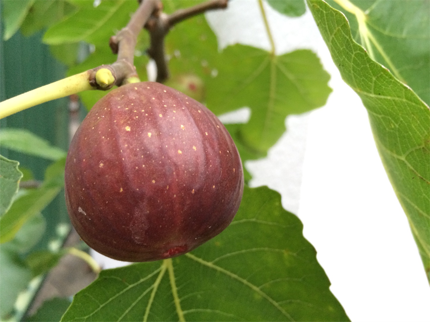 f:id:m-hatch:20150925230031j:image f:id:m-hatch:20150925230031j:image
