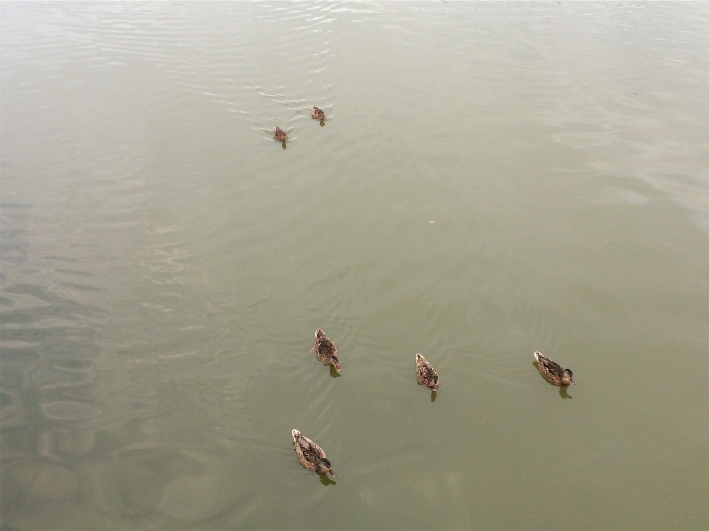 f:id:m-hatch:20150926223409j:image f:id:m-hatch:20150926223409j:image