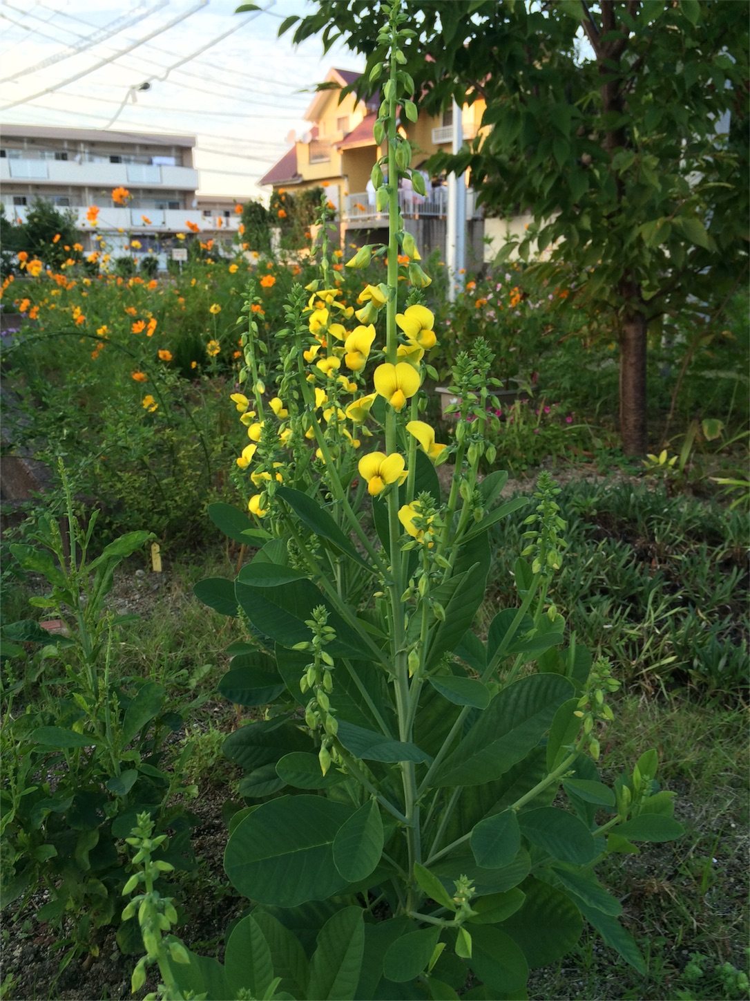 f:id:m-hatch:20150927213137j:image f:id:m-hatch:20150927213137j:image