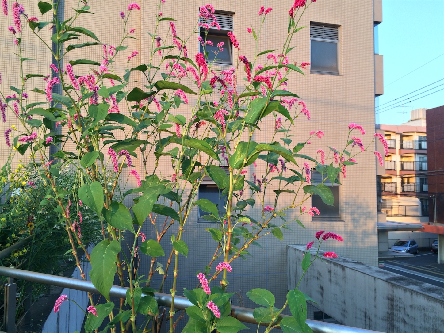 f:id:m-hatch:20150927213530j:image f:id:m-hatch:20150927213530j:image