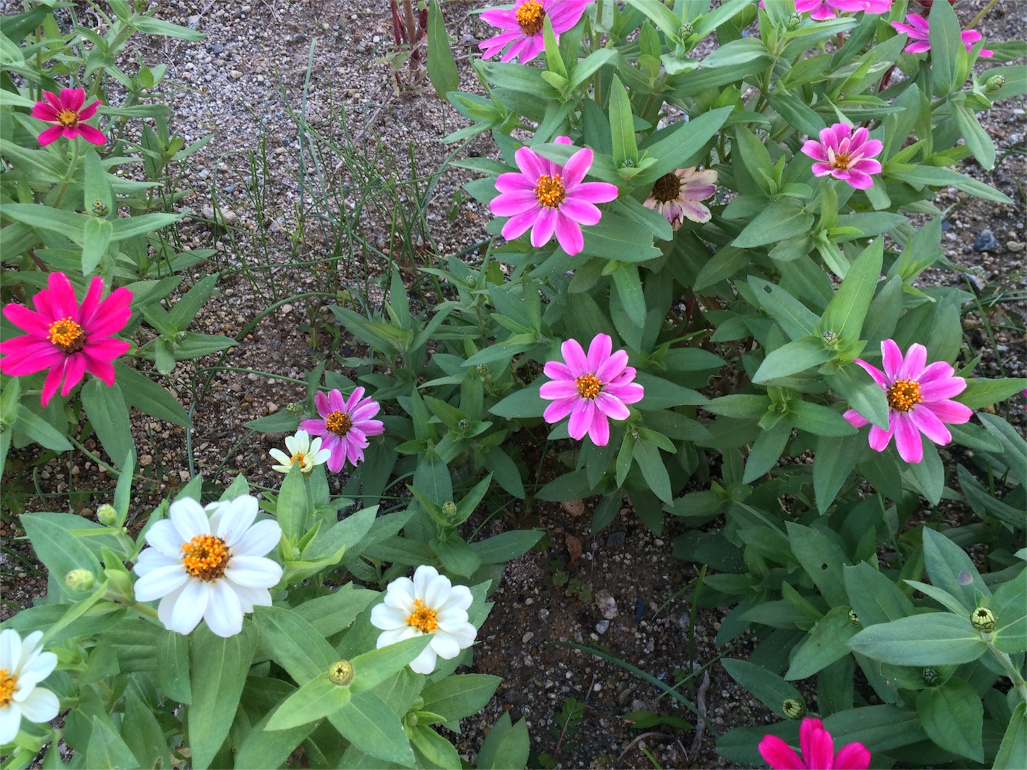 f:id:m-hatch:20150929220445j:image f:id:m-hatch:20150929220445j:image