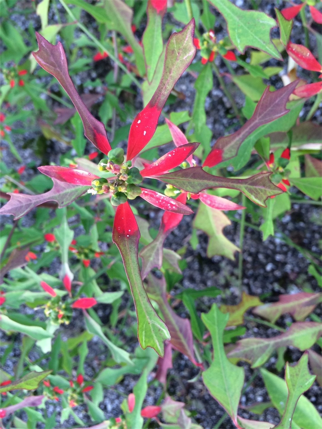 f:id:m-hatch:20150929220529j:image f:id:m-hatch:20150929220529j:image