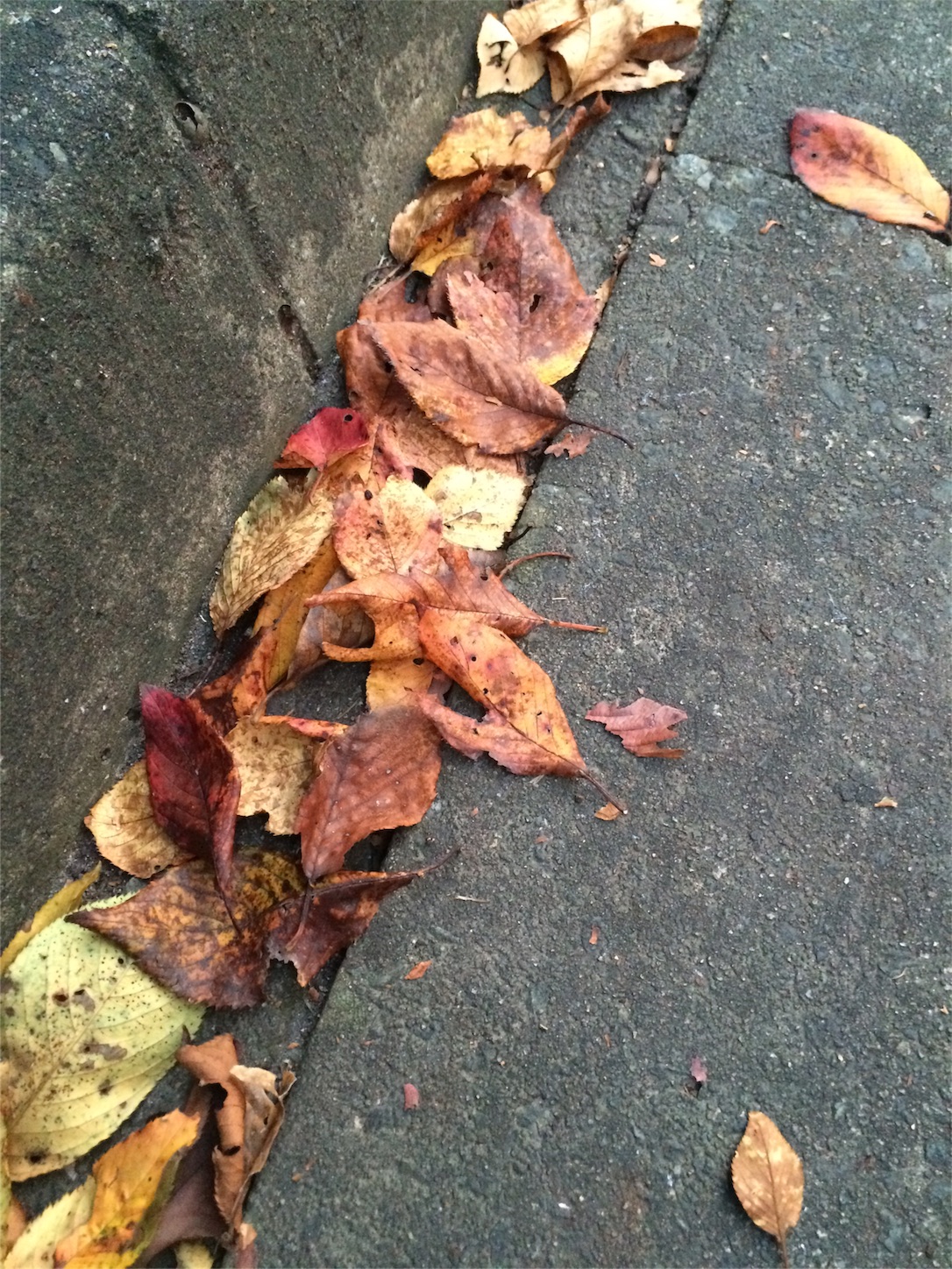 f:id:m-hatch:20150929220612j:image f:id:m-hatch:20150929220612j:image