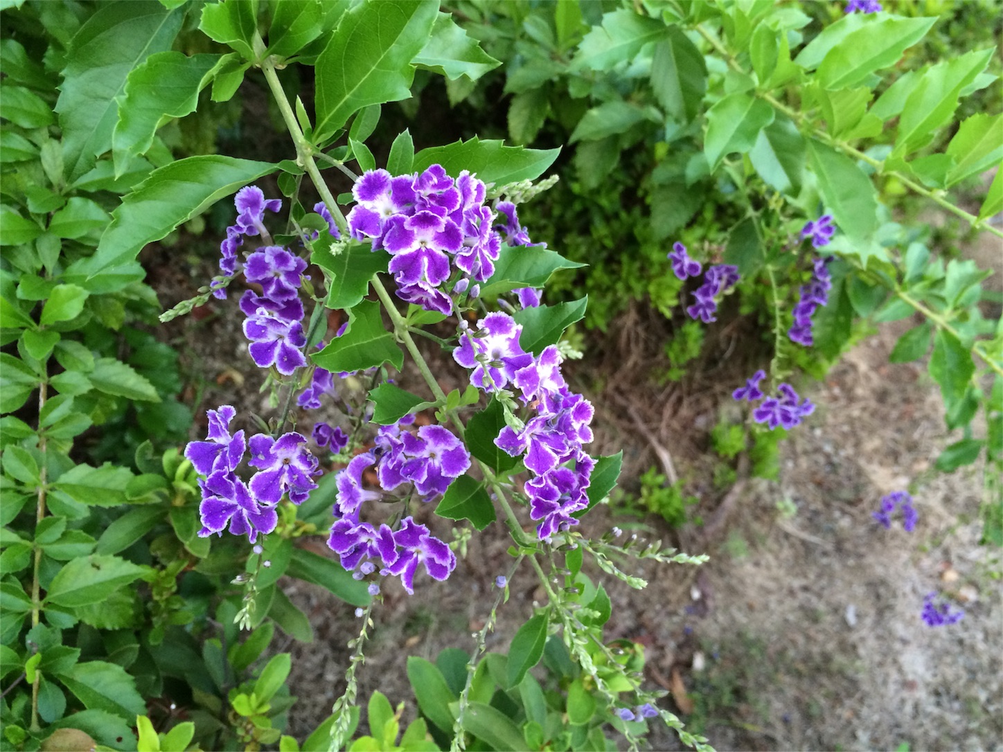 f:id:m-hatch:20150930215546j:image f:id:m-hatch:20150930215546j:image