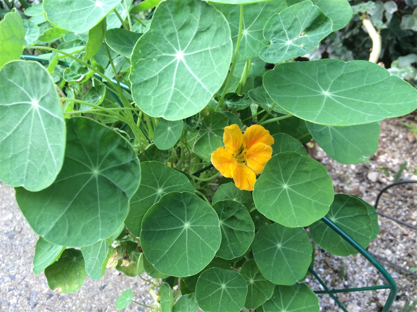 f:id:m-hatch:20150930220708j:image f:id:m-hatch:20150930220708j:image
