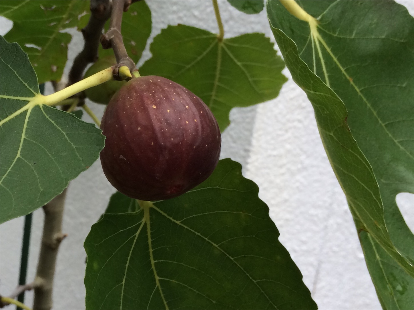 f:id:m-hatch:20151001222718j:image f:id:m-hatch:20151001222718j:image