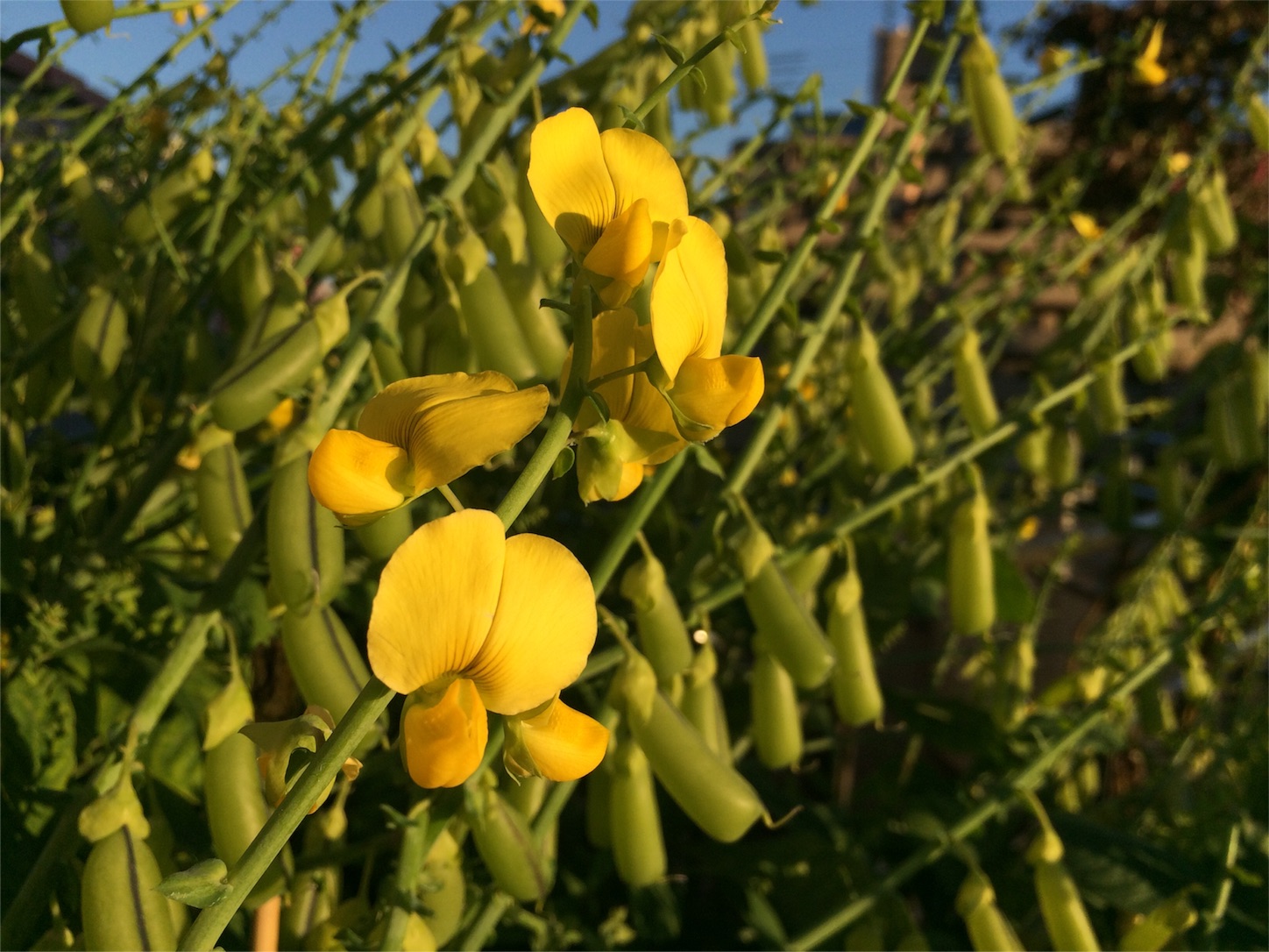 f:id:m-hatch:20151003213431j:image f:id:m-hatch:20151003213431j:image