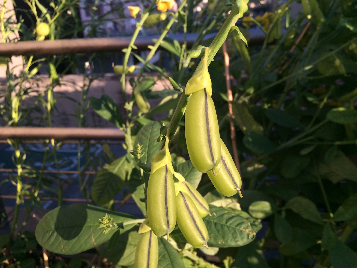 f:id:m-hatch:20151003214840j:image f:id:m-hatch:20151003214840j:image
