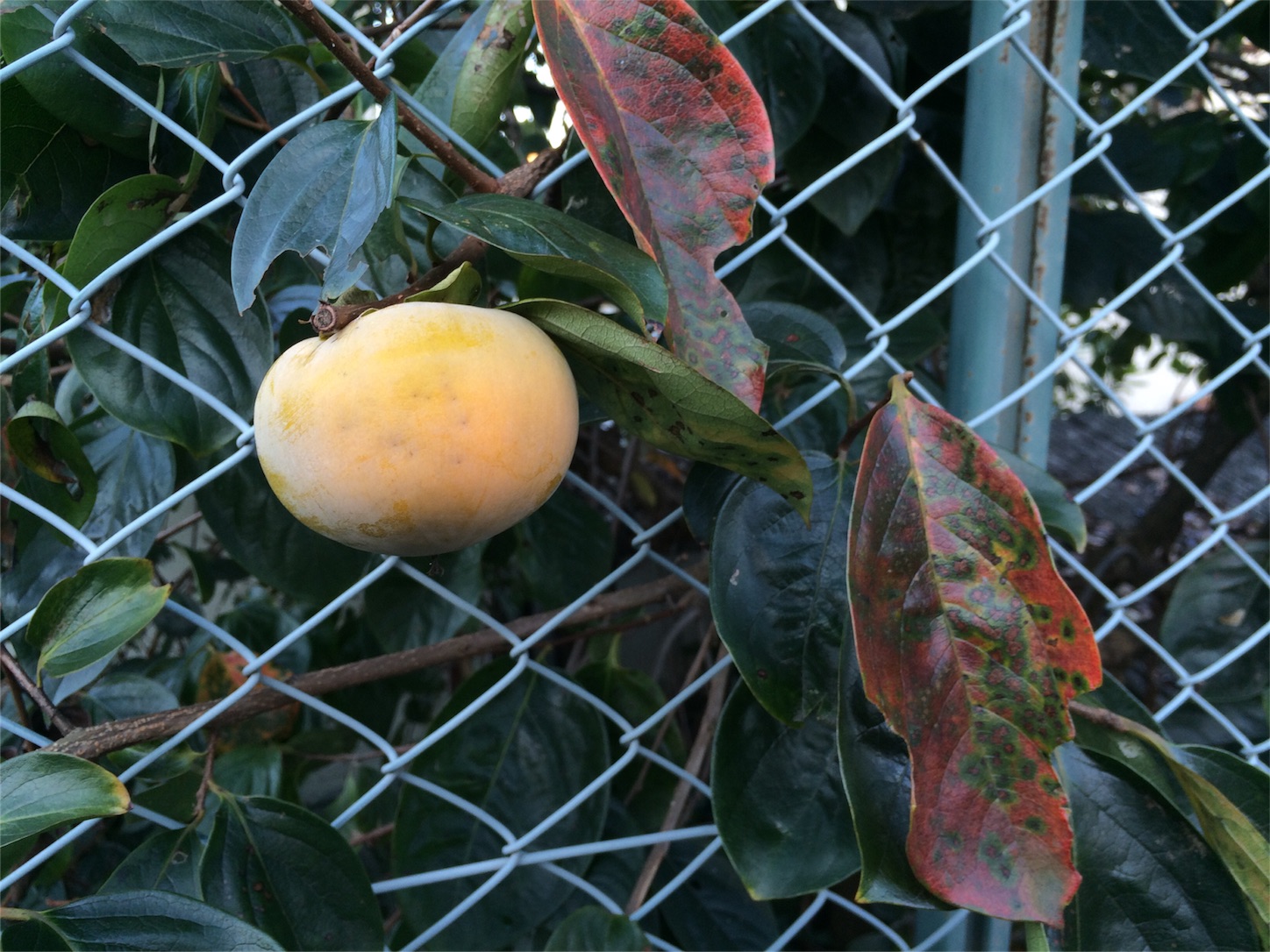 f:id:m-hatch:20151004204735j:image f:id:m-hatch:20151004204735j:image
