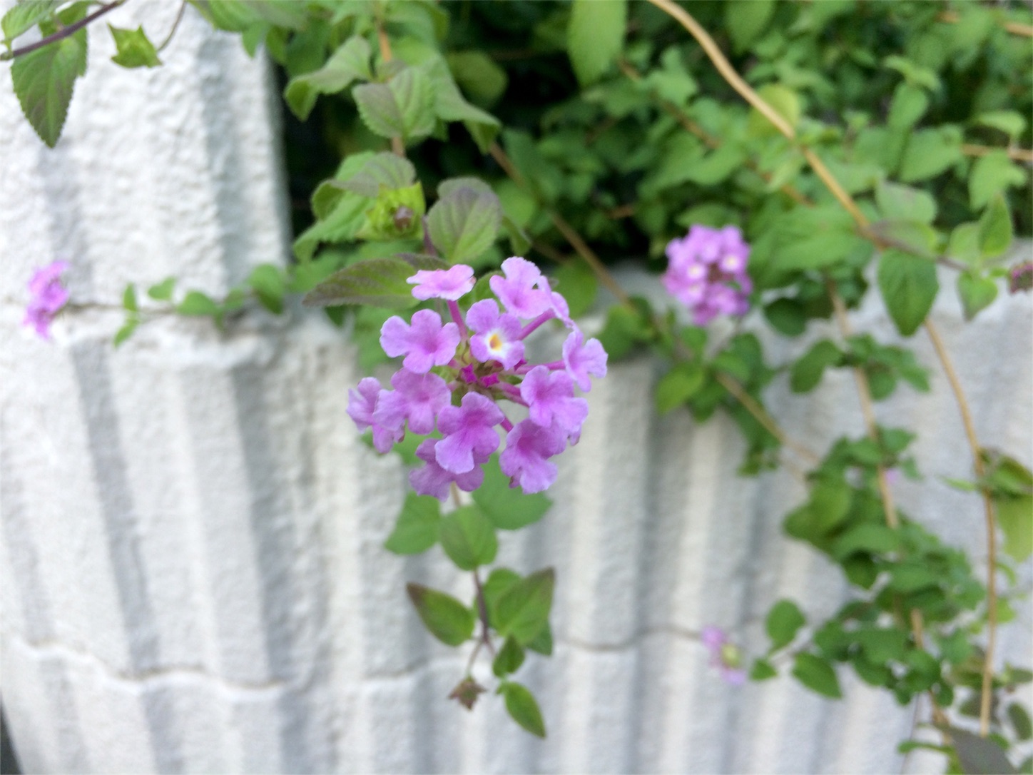 f:id:m-hatch:20151004215719j:image f:id:m-hatch:20151004215719j:image