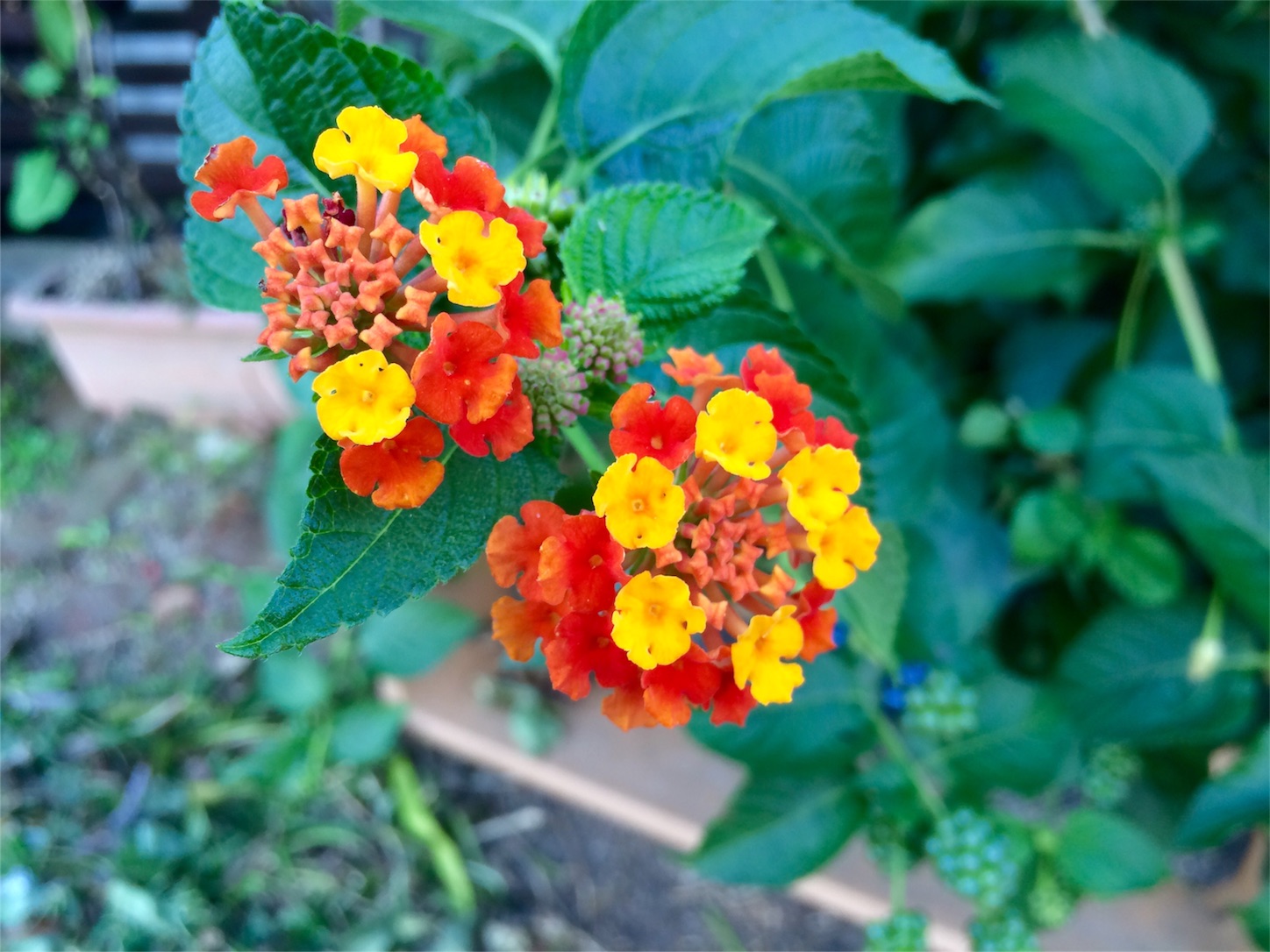 f:id:m-hatch:20151004215804j:image f:id:m-hatch:20151004215804j:image