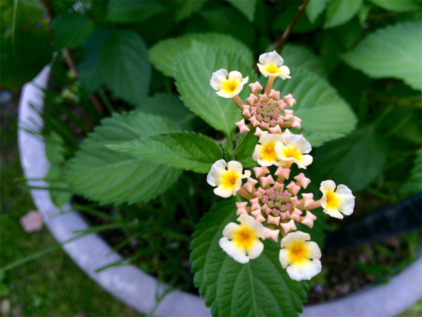 f:id:m-hatch:20151004220008j:image f:id:m-hatch:20151004220008j:image