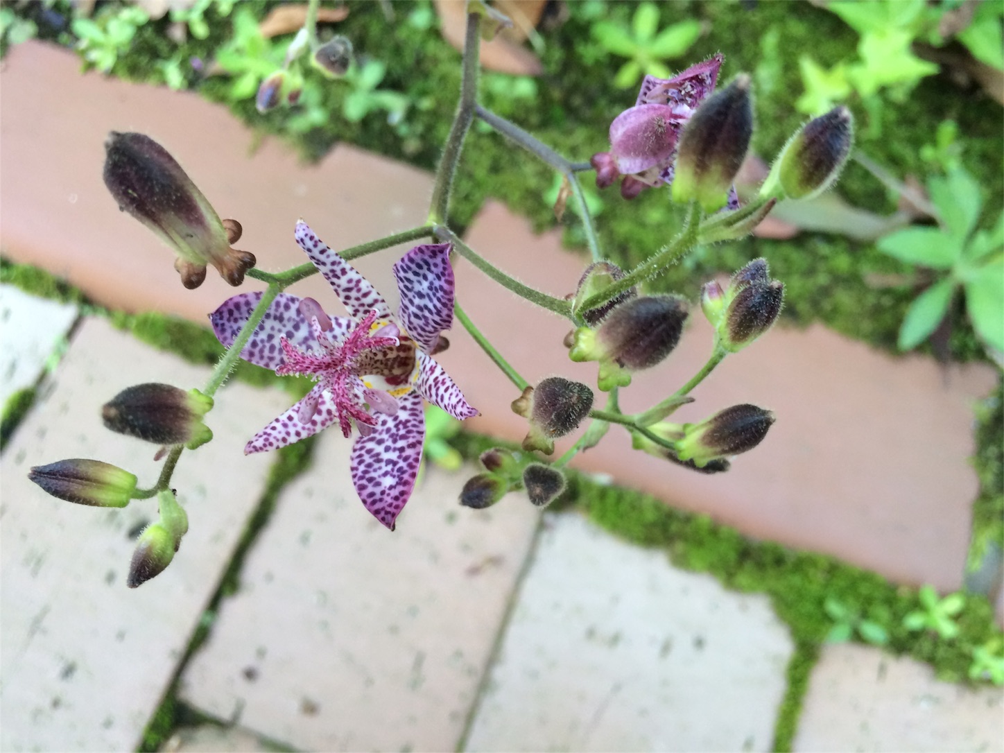 f:id:m-hatch:20151005204825j:image f:id:m-hatch:20151005204825j:image