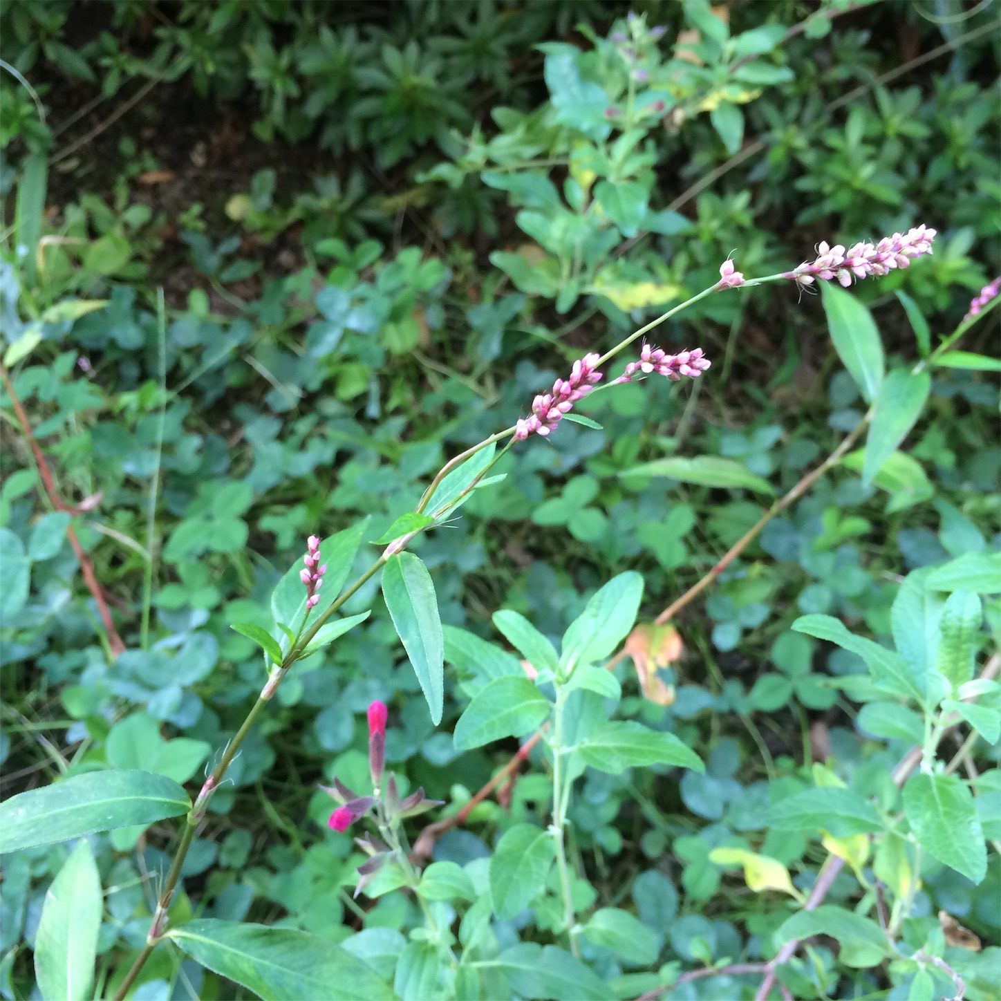 f:id:m-hatch:20151005210642j:image f:id:m-hatch:20151005210642j:image