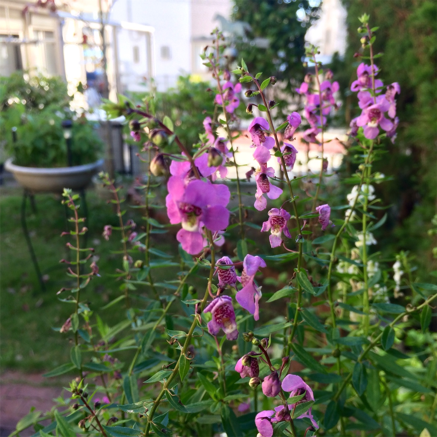 f:id:m-hatch:20151006225110j:image f:id:m-hatch:20151006225110j:image