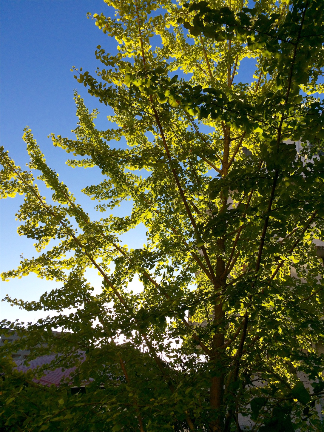 f:id:m-hatch:20151006225124j:image f:id:m-hatch:20151006225124j:image