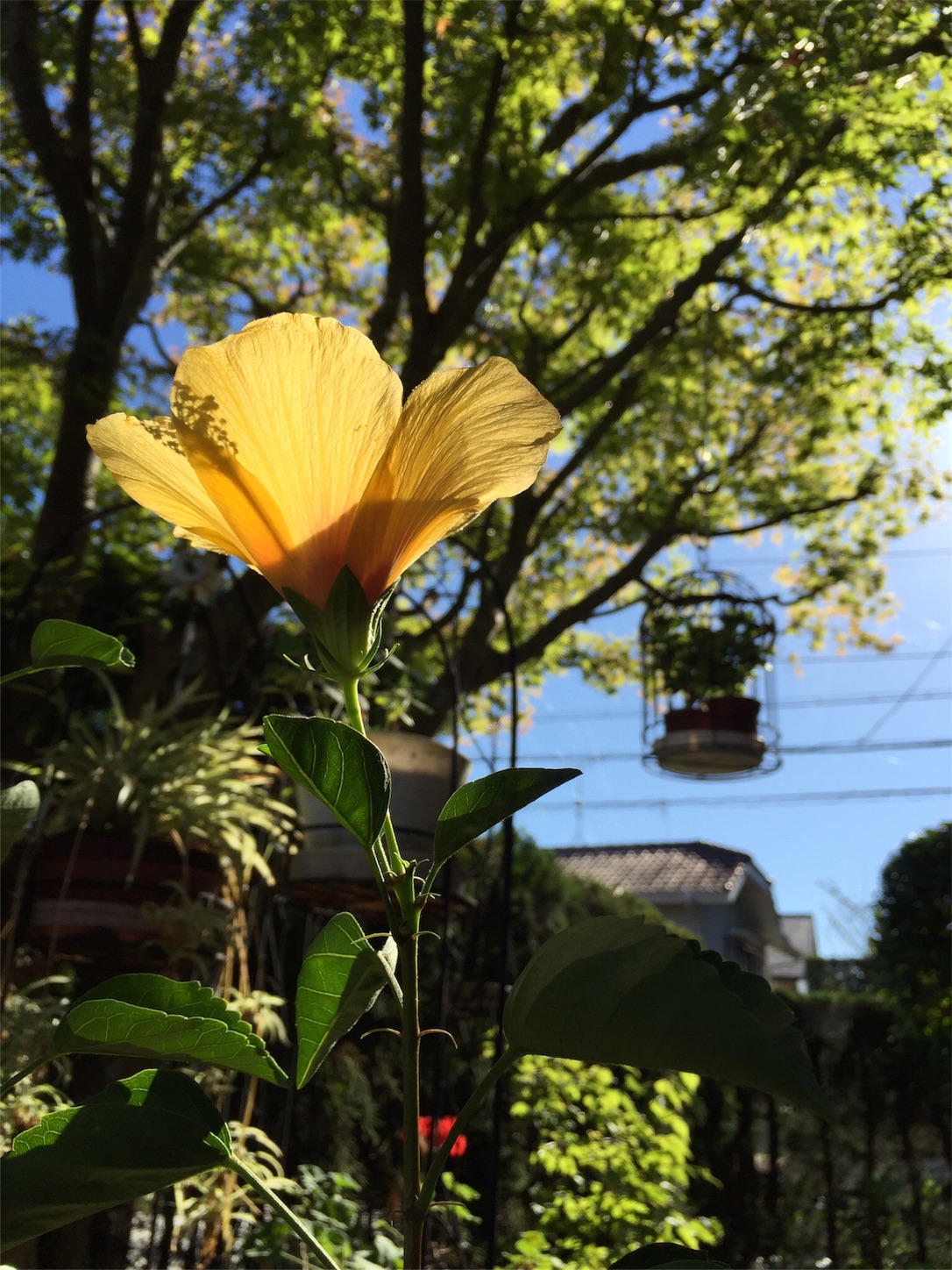 f:id:m-hatch:20151007220926j:image f:id:m-hatch:20151007220926j:image