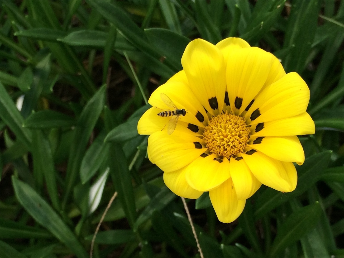 f:id:m-hatch:20151009205330j:image f:id:m-hatch:20151009205330j:image