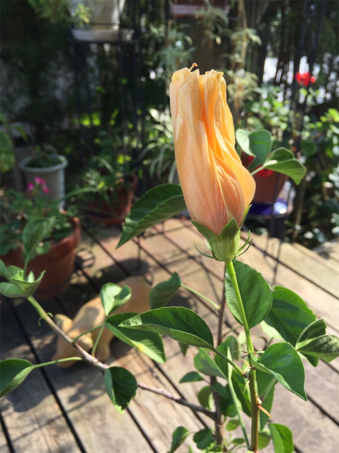 f:id:m-hatch:20151009215123j:image f:id:m-hatch:20151009215123j:image