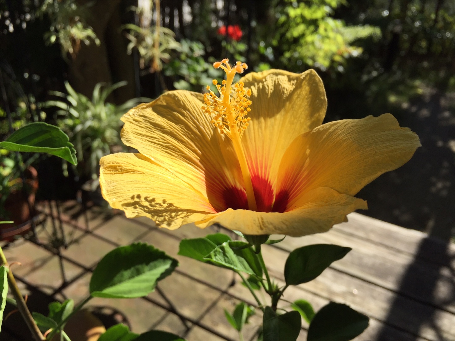 f:id:m-hatch:20151009220132j:image f:id:m-hatch:20151009220132j:image