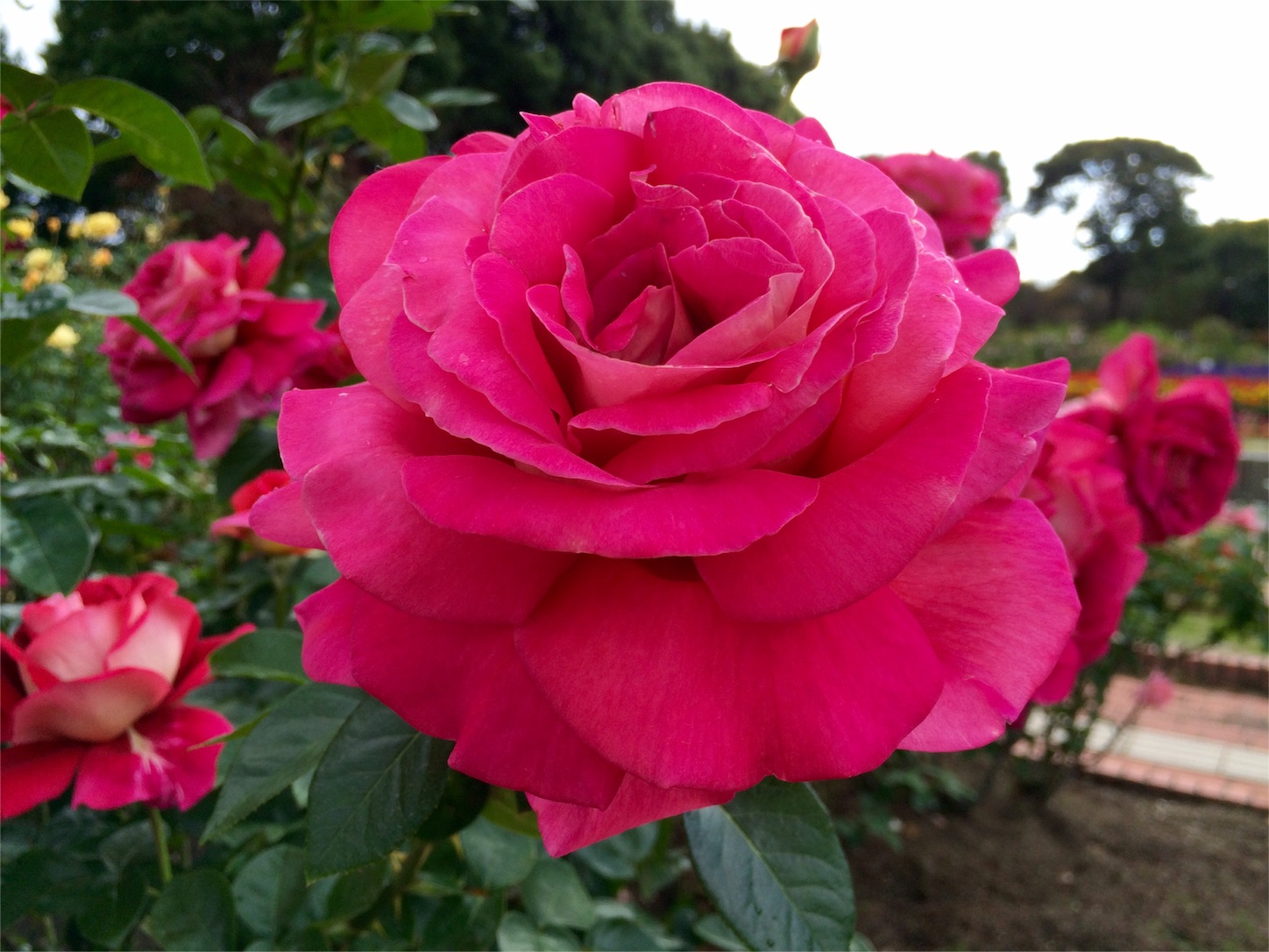 f:id:m-hatch:20151012220915j:image f:id:m-hatch:20151012220915j:image