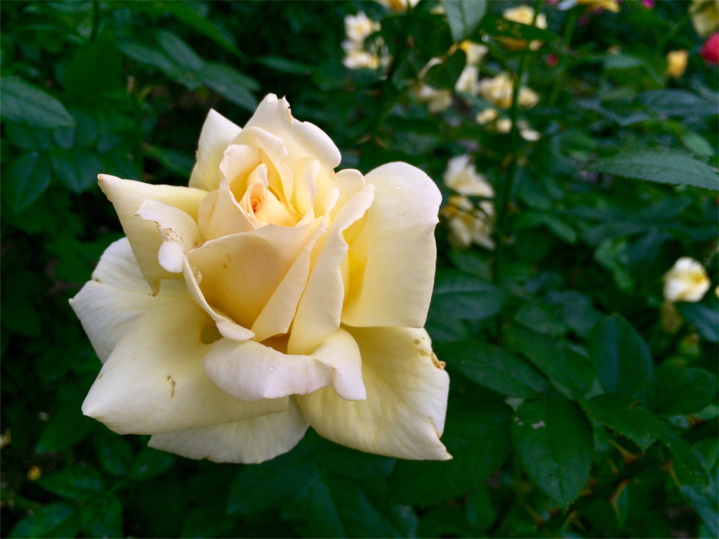 f:id:m-hatch:20151012221024j:image f:id:m-hatch:20151012221024j:image