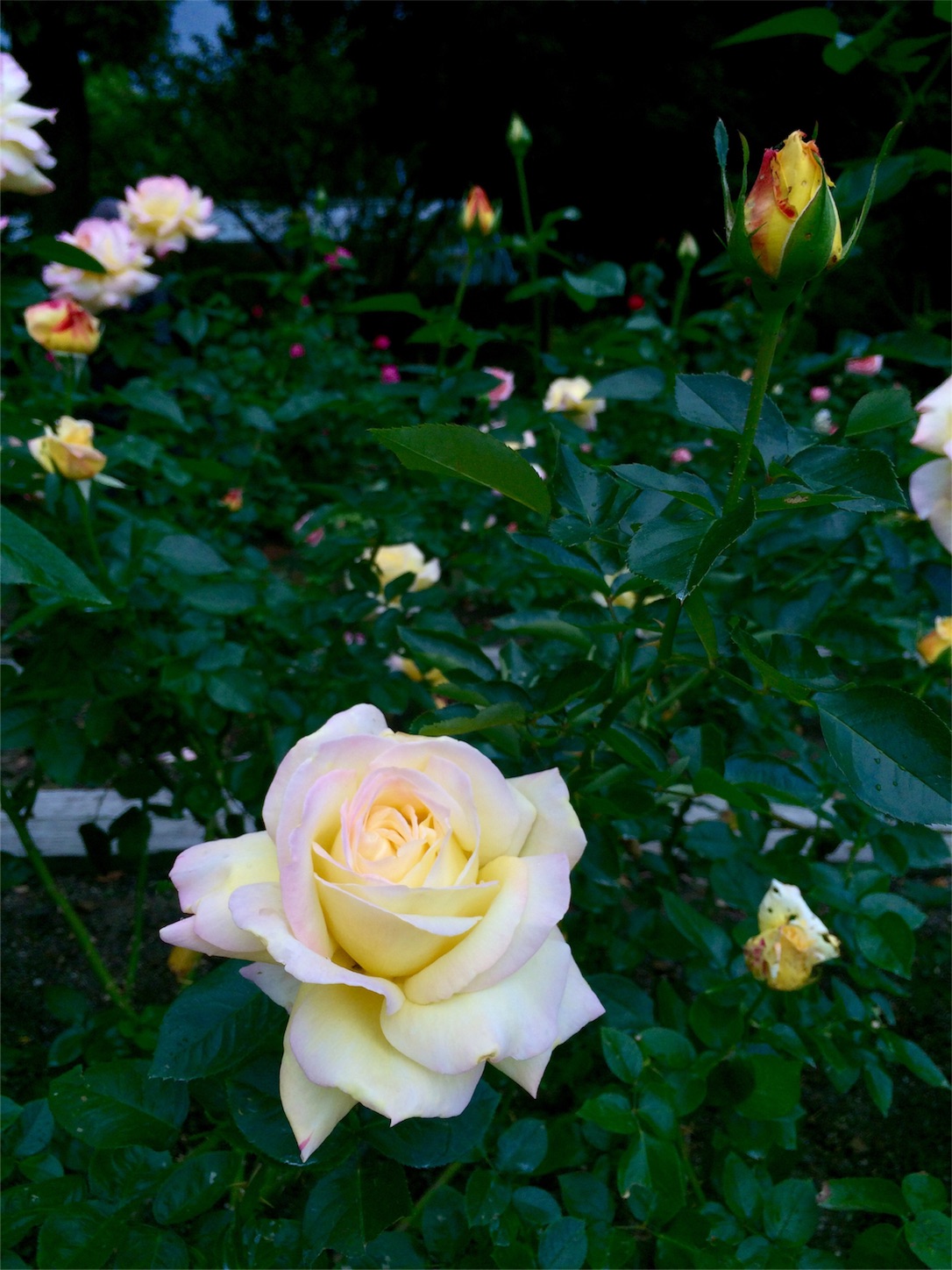 f:id:m-hatch:20151013223151j:image f:id:m-hatch:20151013223151j:image
