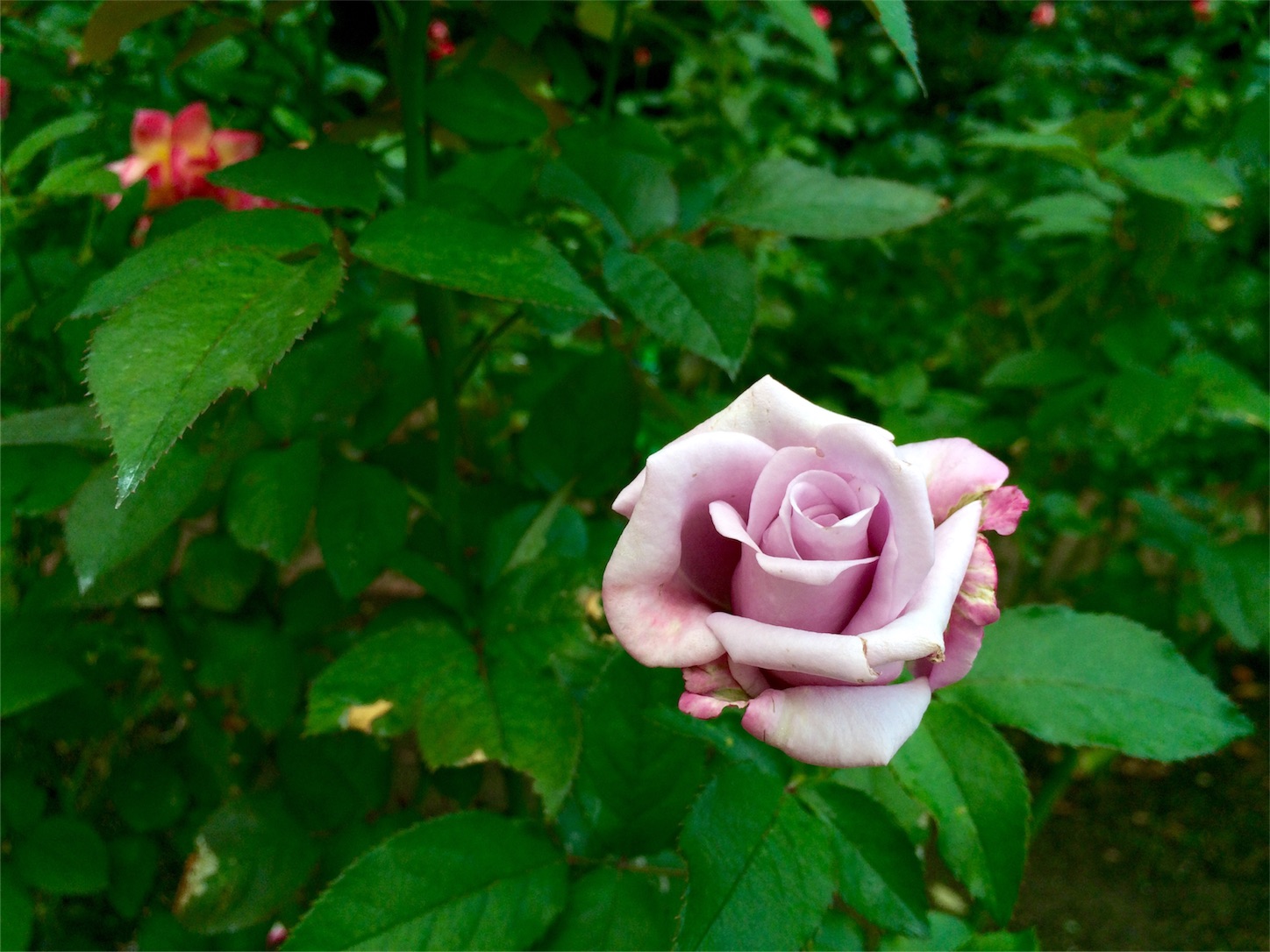 f:id:m-hatch:20151013223218j:image f:id:m-hatch:20151013223218j:image