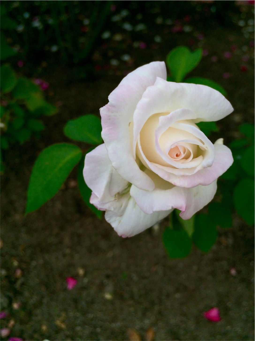 f:id:m-hatch:20151013230337j:image f:id:m-hatch:20151013230337j:image