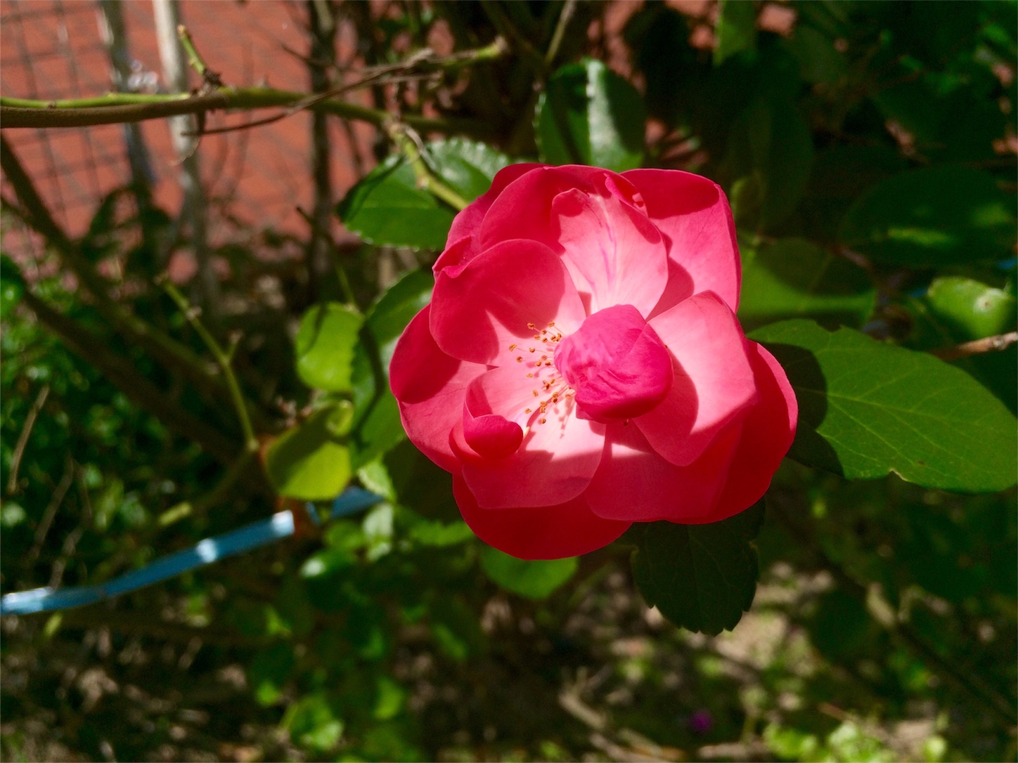 f:id:m-hatch:20151014203910j:image f:id:m-hatch:20151014203910j:image