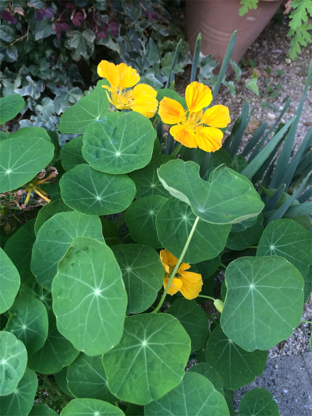 f:id:m-hatch:20151014205619j:image f:id:m-hatch:20151014205619j:image