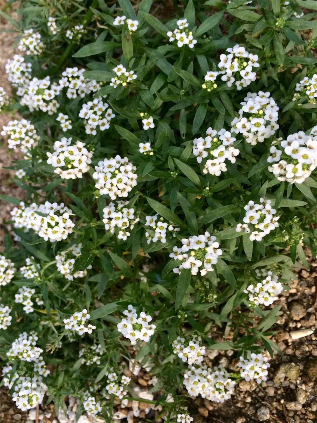 f:id:m-hatch:20151014205642j:image f:id:m-hatch:20151014205642j:image