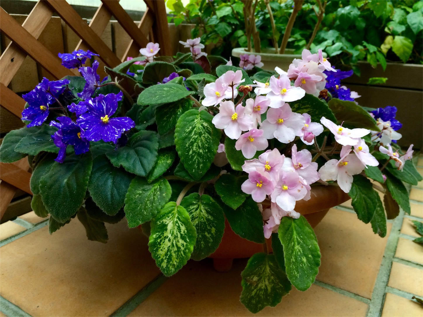 f:id:m-hatch:20151015213837j:image f:id:m-hatch:20151015213837j:image