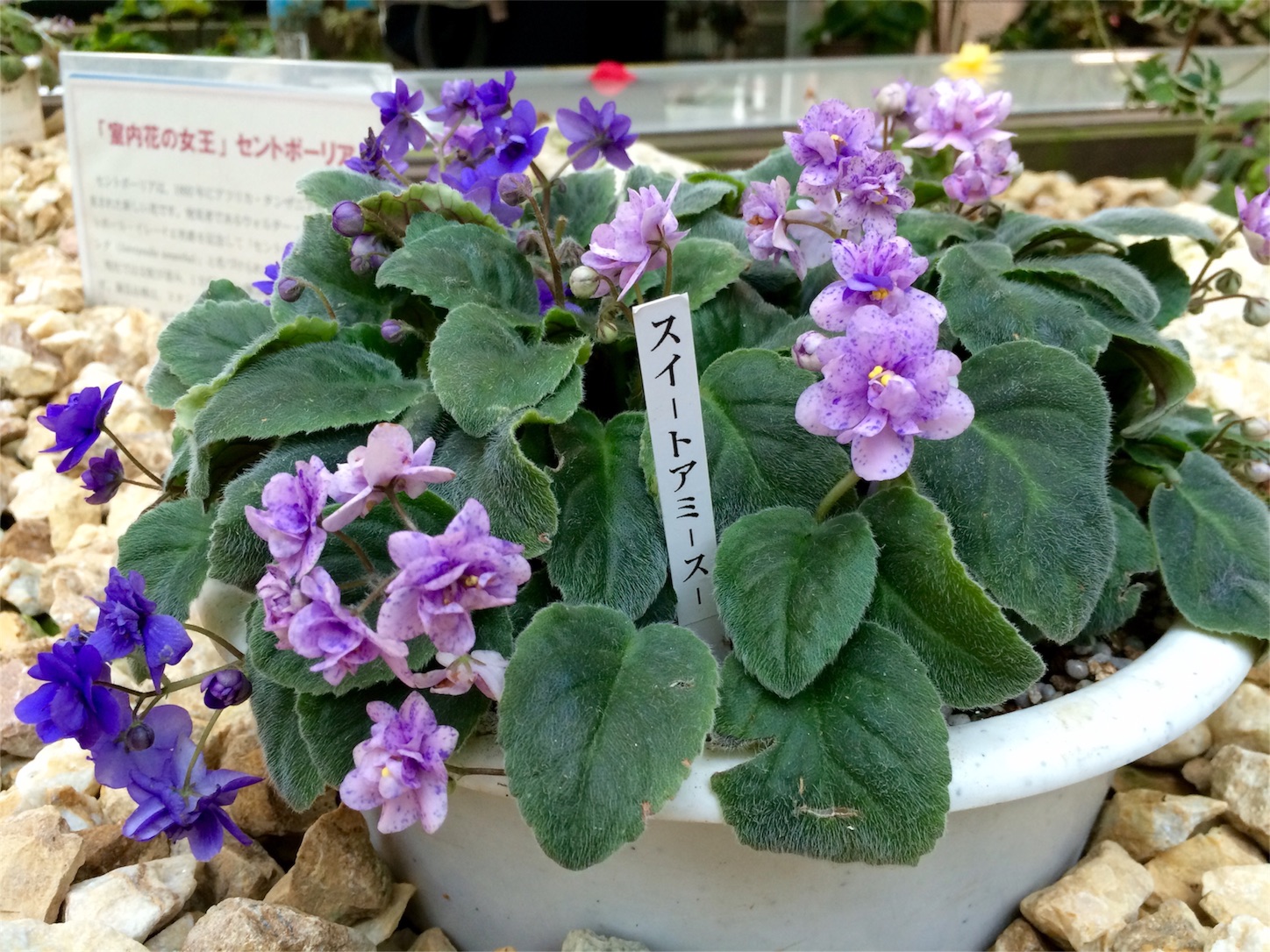 f:id:m-hatch:20151015215618j:image f:id:m-hatch:20151015215618j:image