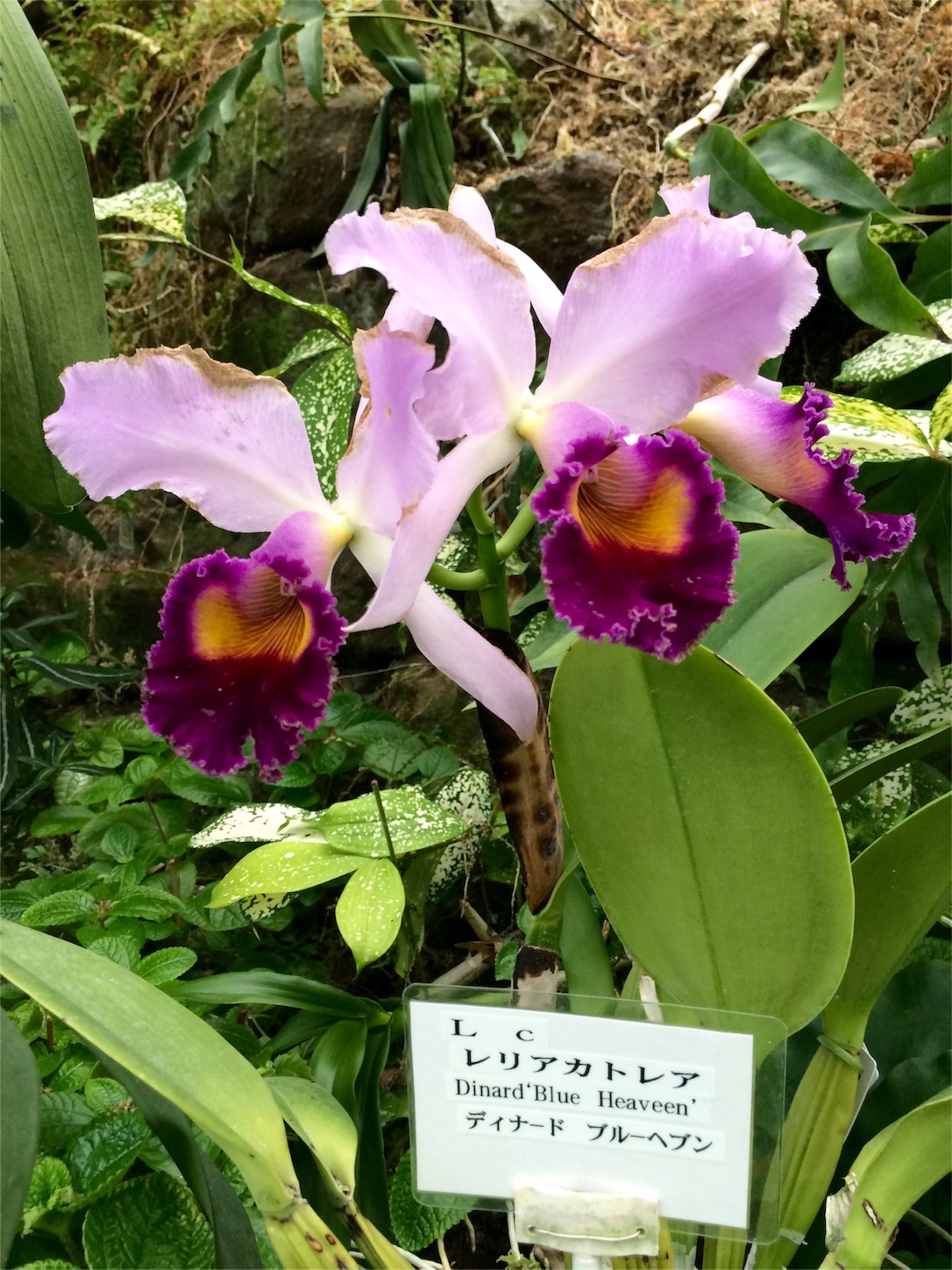 f:id:m-hatch:20151016213741j:image f:id:m-hatch:20151016213741j:image