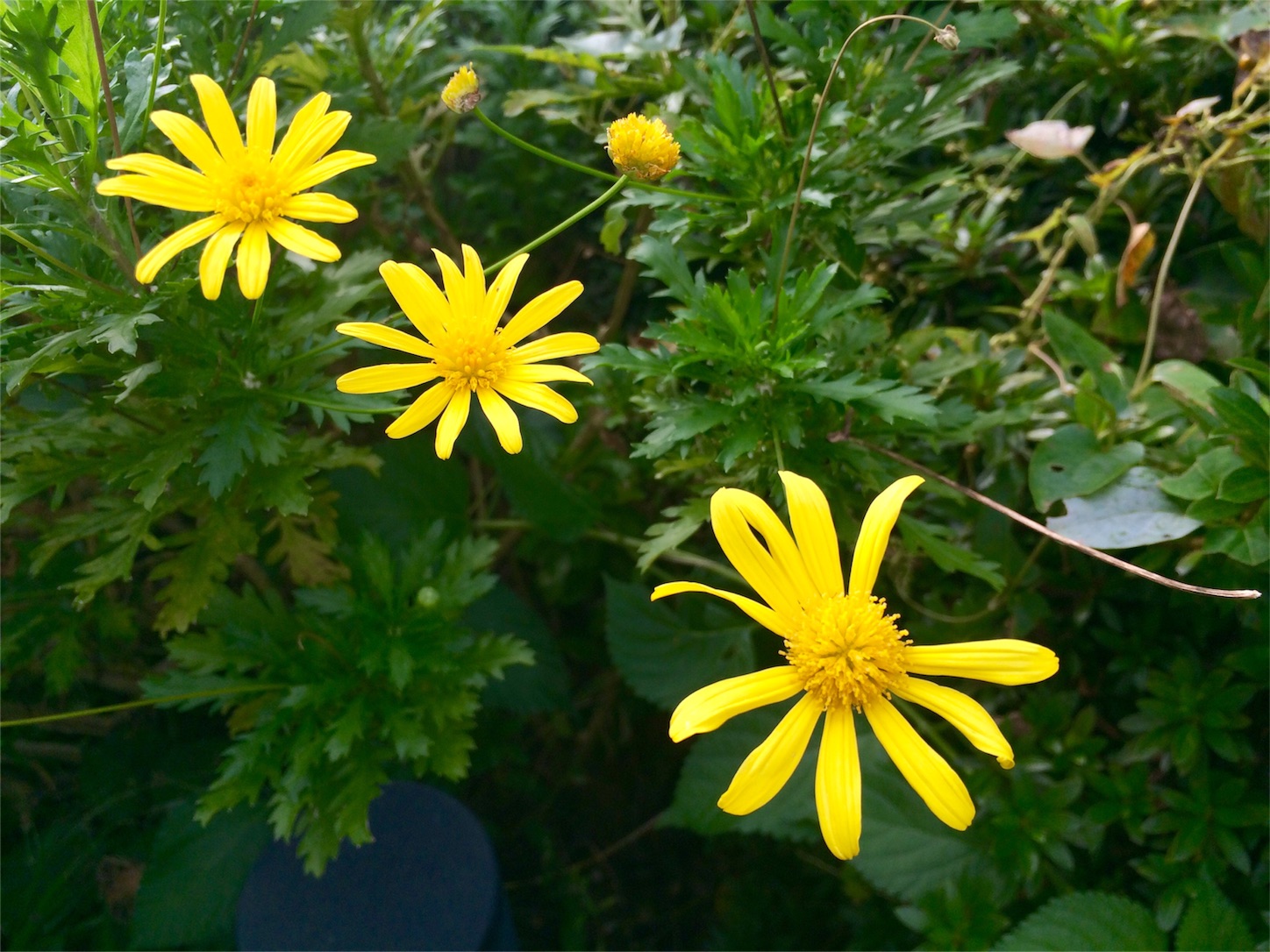 f:id:m-hatch:20151017211646j:image f:id:m-hatch:20151017211646j:image
