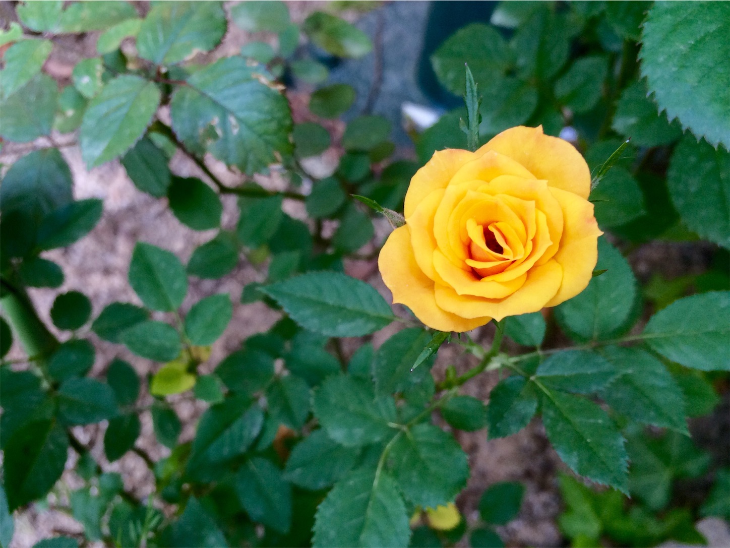 f:id:m-hatch:20151017230324j:image f:id:m-hatch:20151017230324j:image