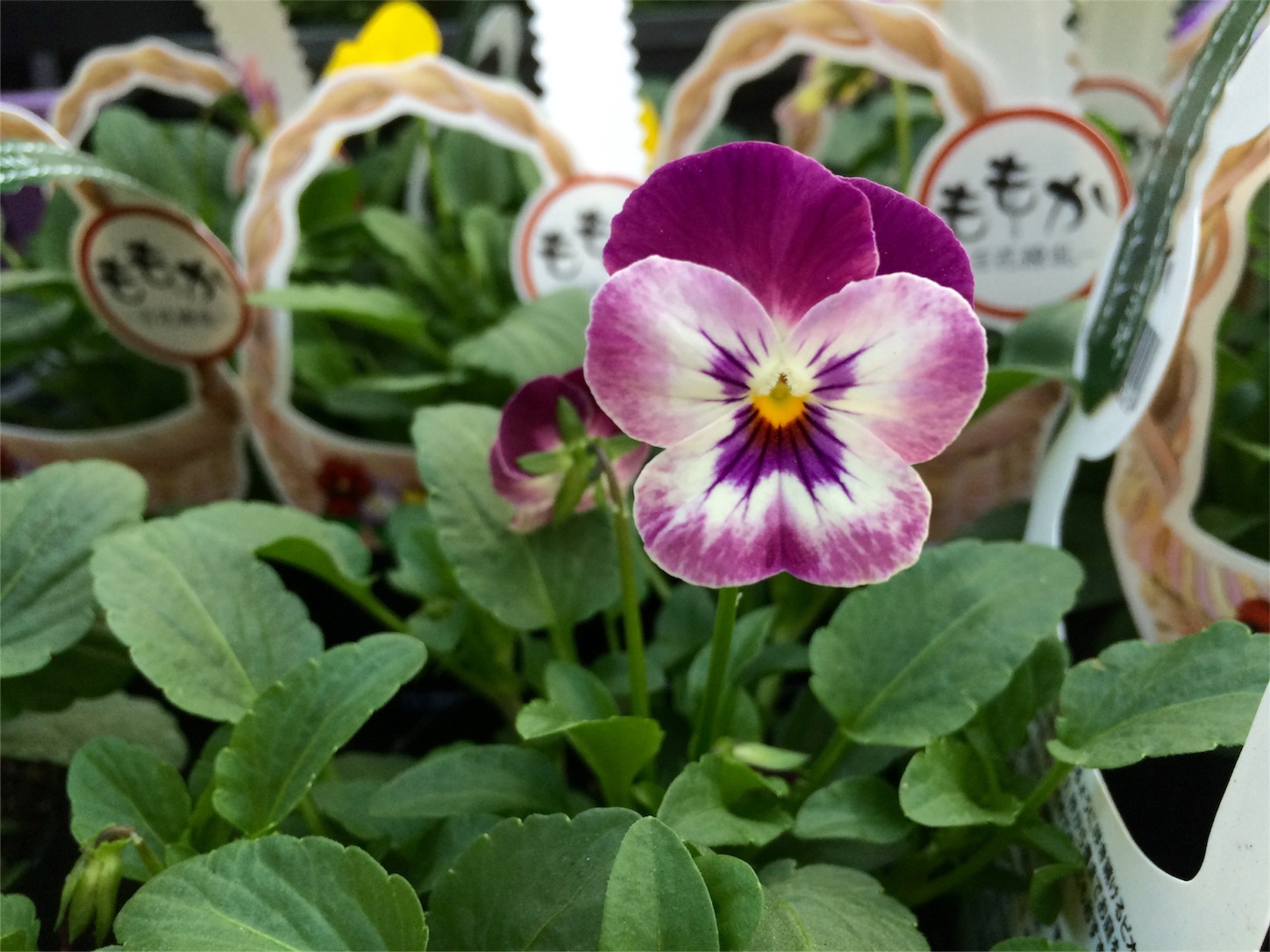 f:id:m-hatch:20151020232548j:image f:id:m-hatch:20151020232548j:image