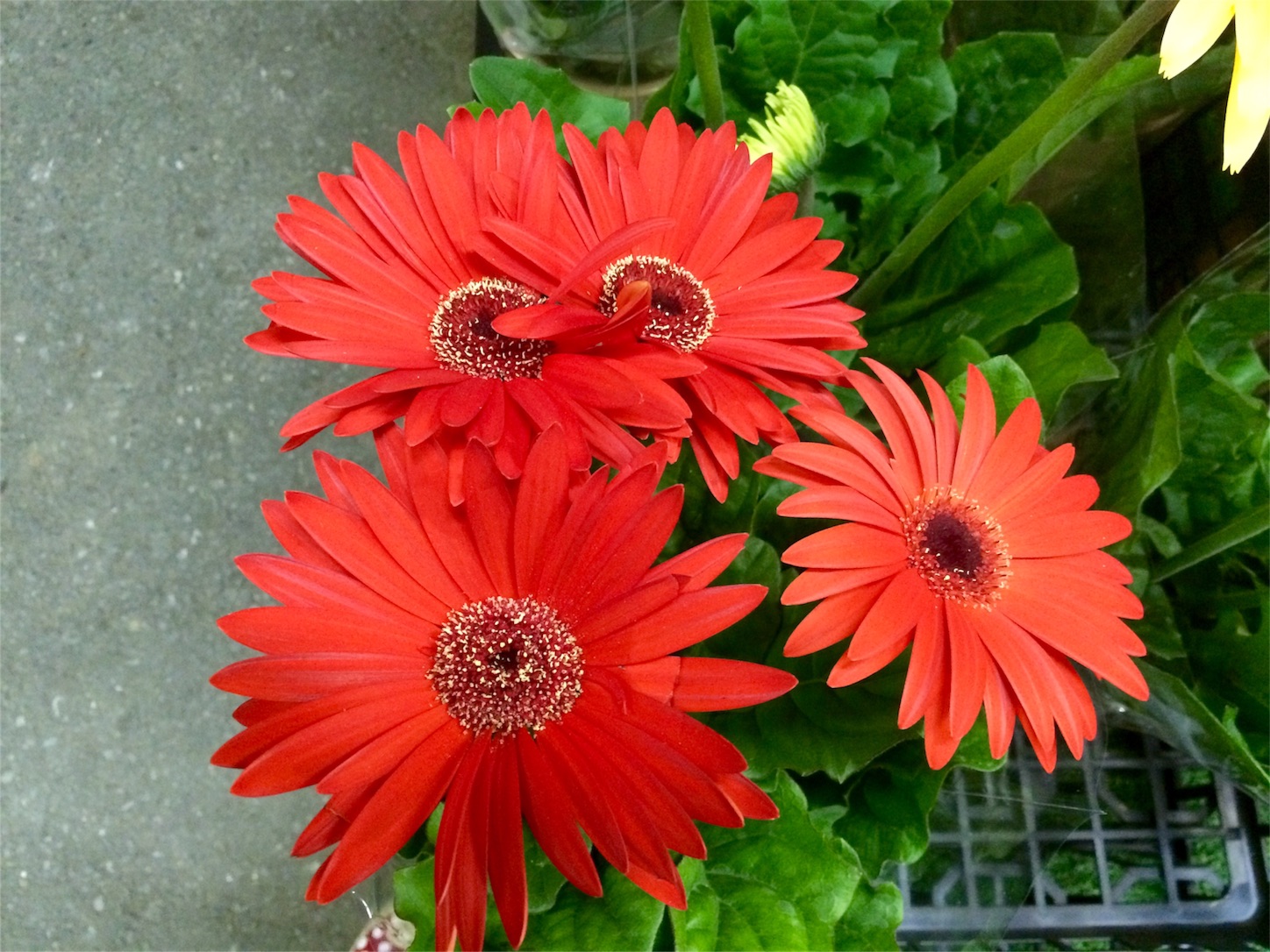 f:id:m-hatch:20151021213548j:image f:id:m-hatch:20151021213548j:image
