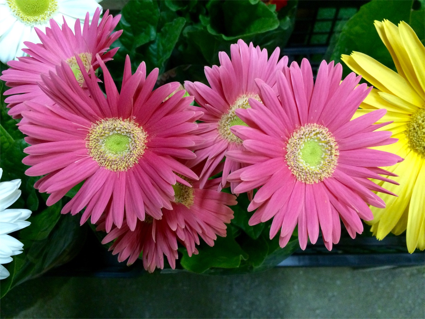 f:id:m-hatch:20151021220826j:image f:id:m-hatch:20151021220826j:image