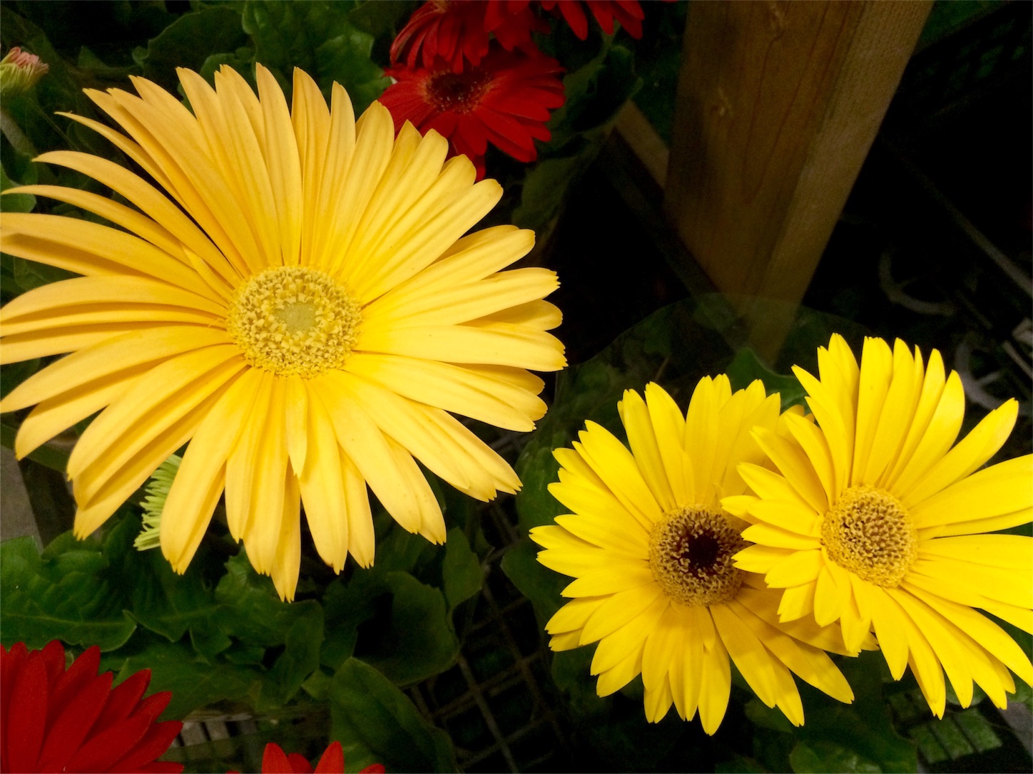f:id:m-hatch:20151021221002j:image f:id:m-hatch:20151021221002j:image