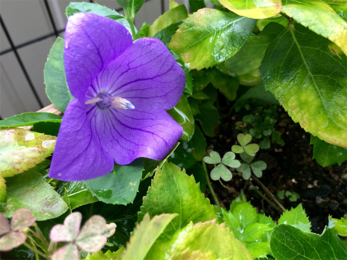 f:id:m-hatch:20151025204856j:image f:id:m-hatch:20151025204856j:image