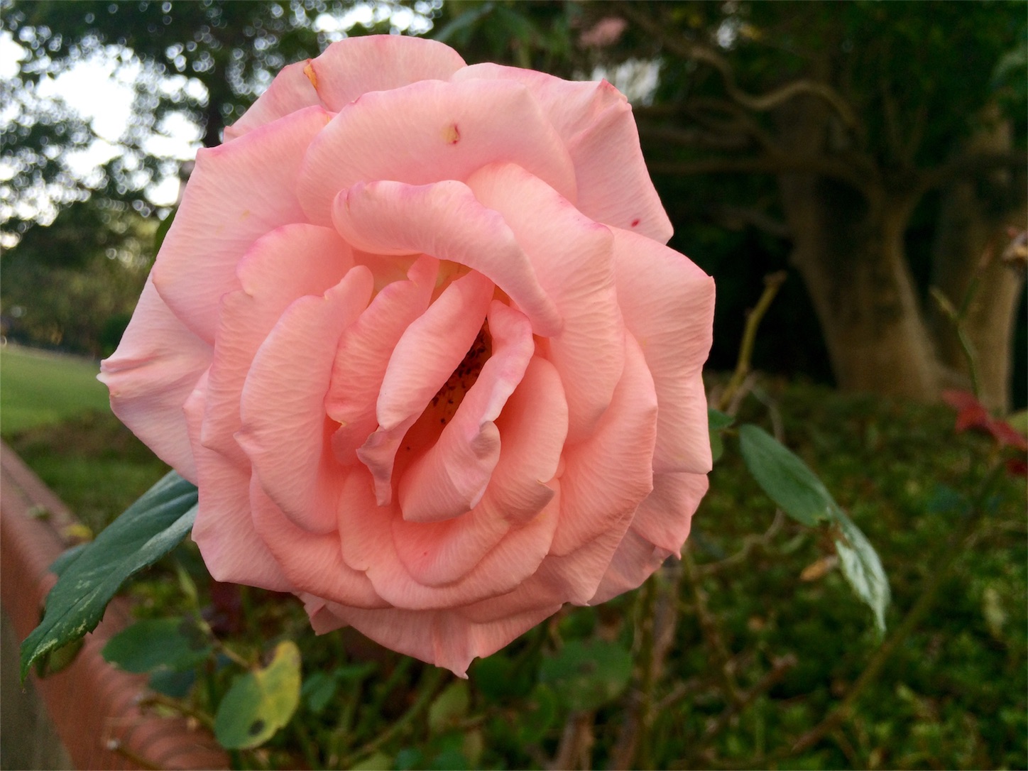 f:id:m-hatch:20151025224246j:image f:id:m-hatch:20151025224246j:image