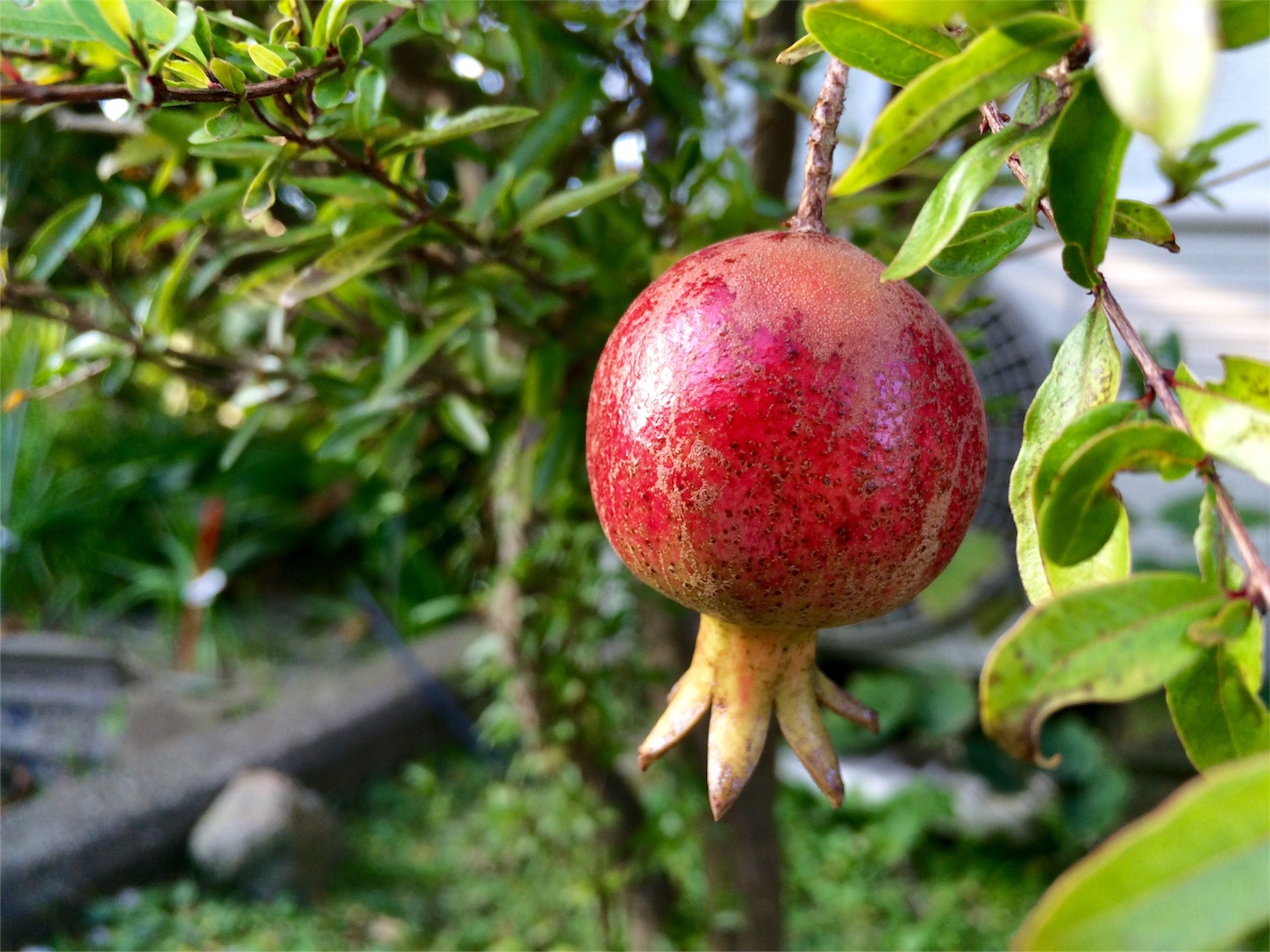 f:id:m-hatch:20151026214346j:image f:id:m-hatch:20151026214346j:image