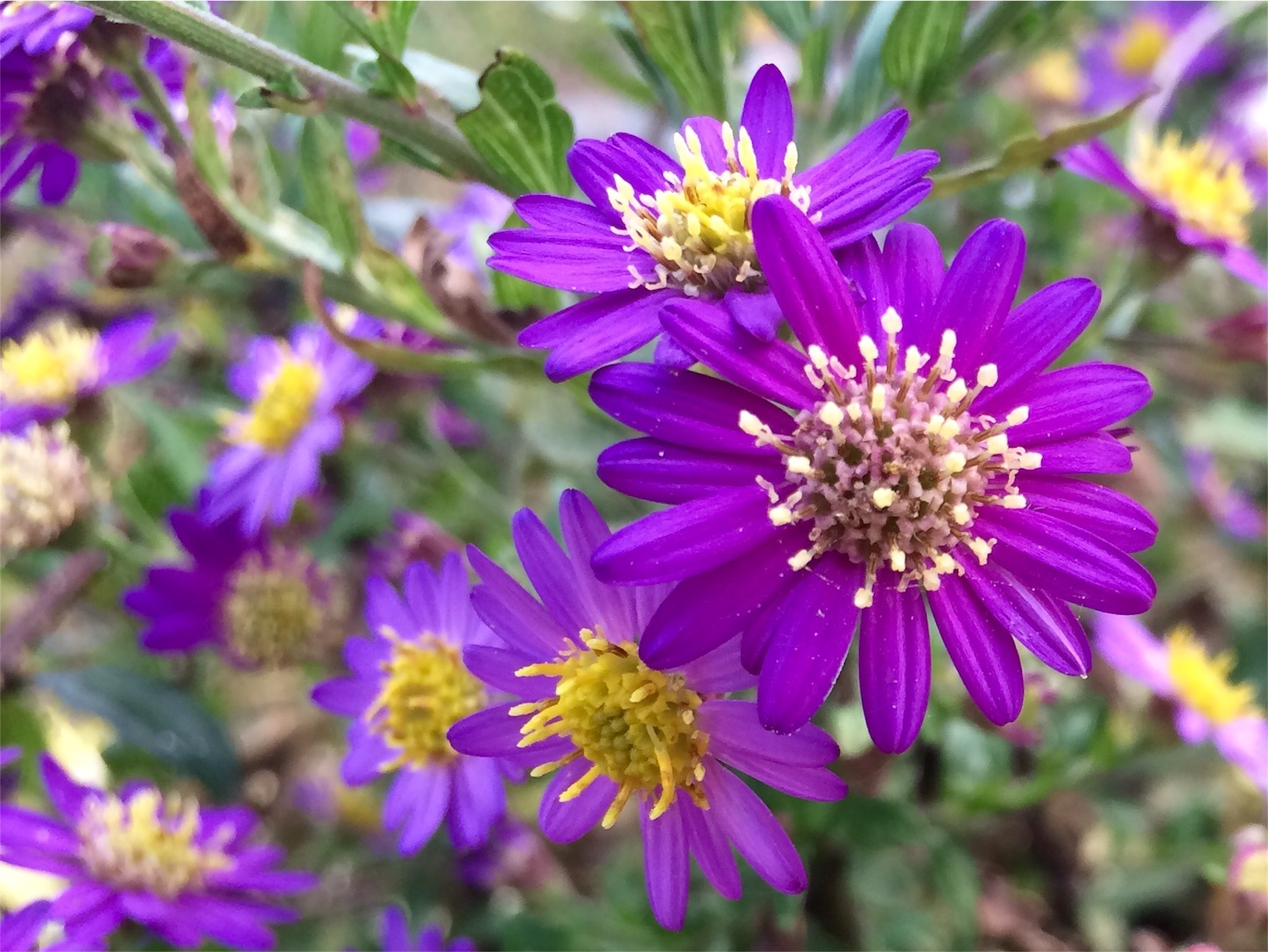 f:id:m-hatch:20151029154956j:image f:id:m-hatch:20151029154956j:image