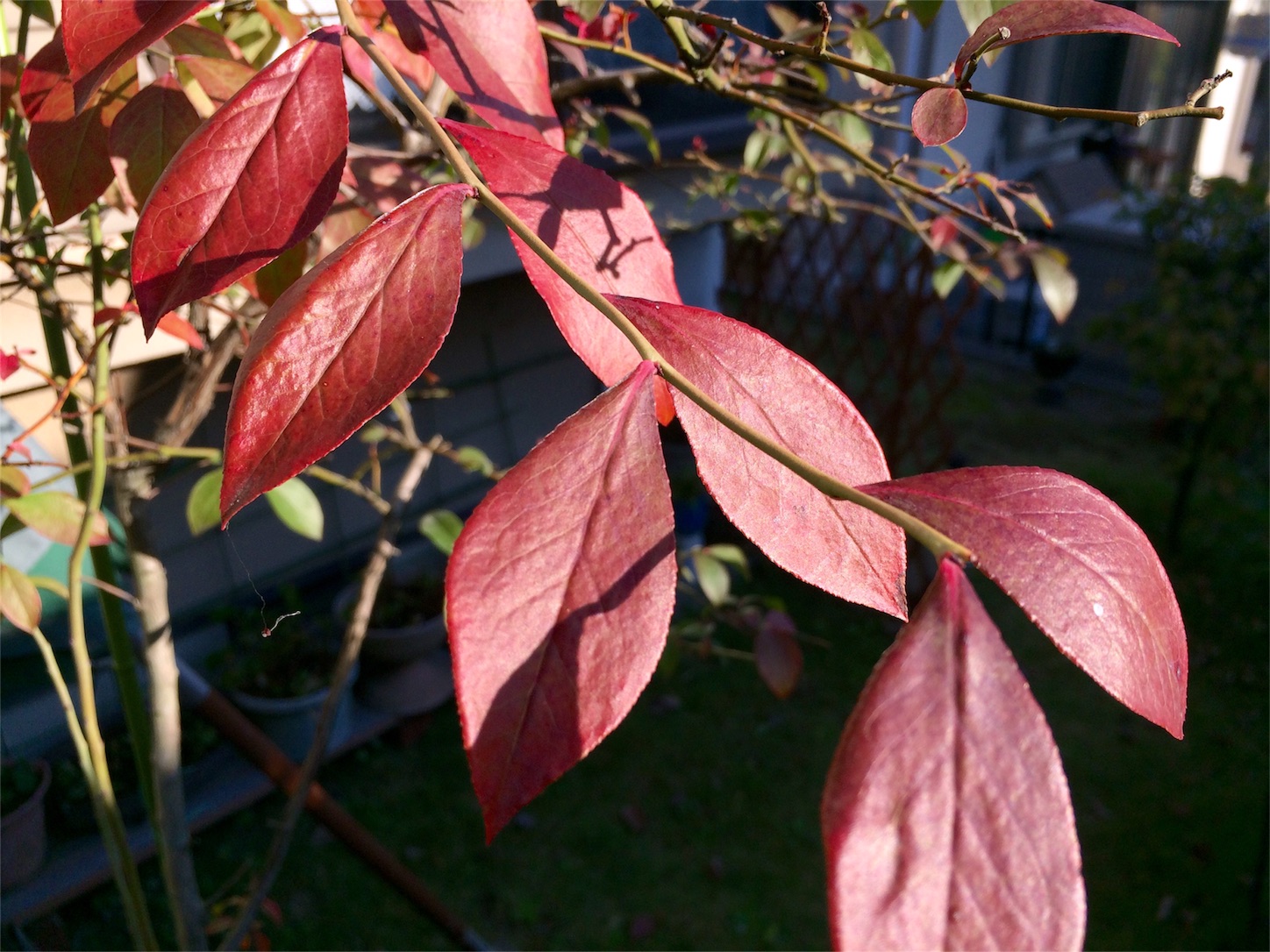 f:id:m-hatch:20151029164121j:image f:id:m-hatch:20151029164121j:image