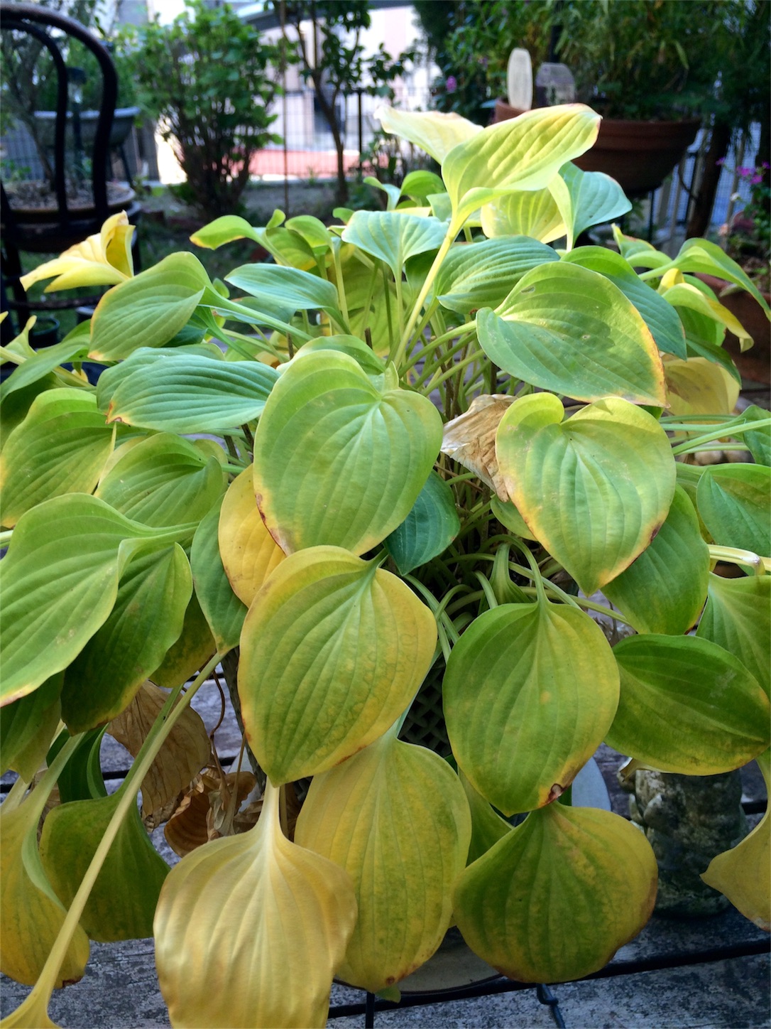 f:id:m-hatch:20151029164429j:image f:id:m-hatch:20151029164429j:image