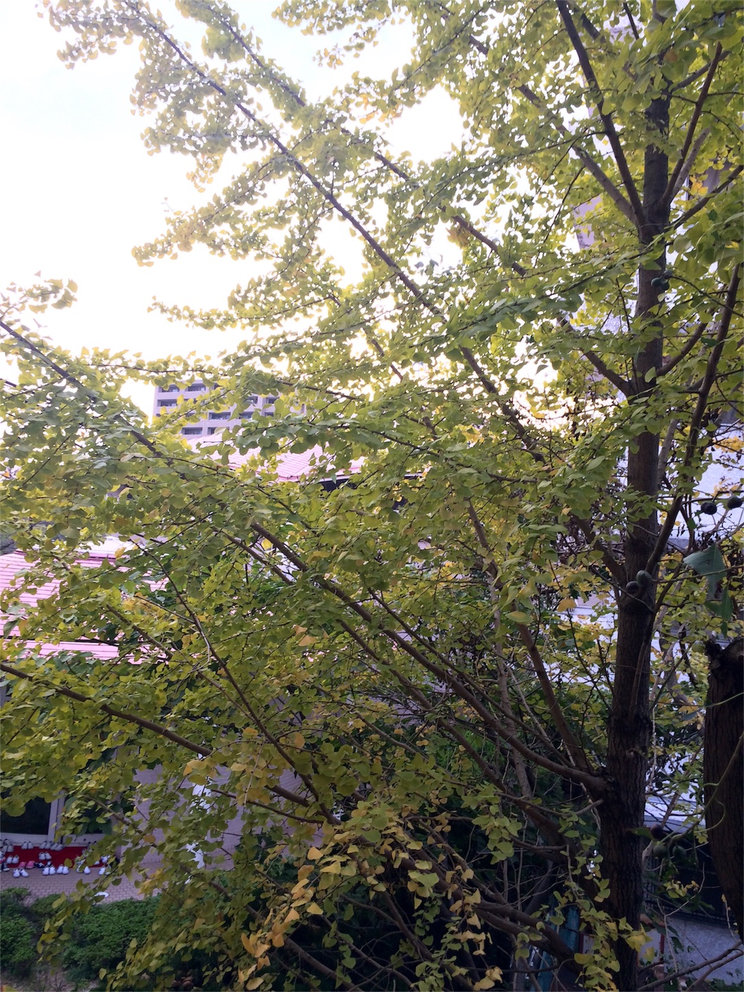 f:id:m-hatch:20151029170242j:image f:id:m-hatch:20151029170242j:image