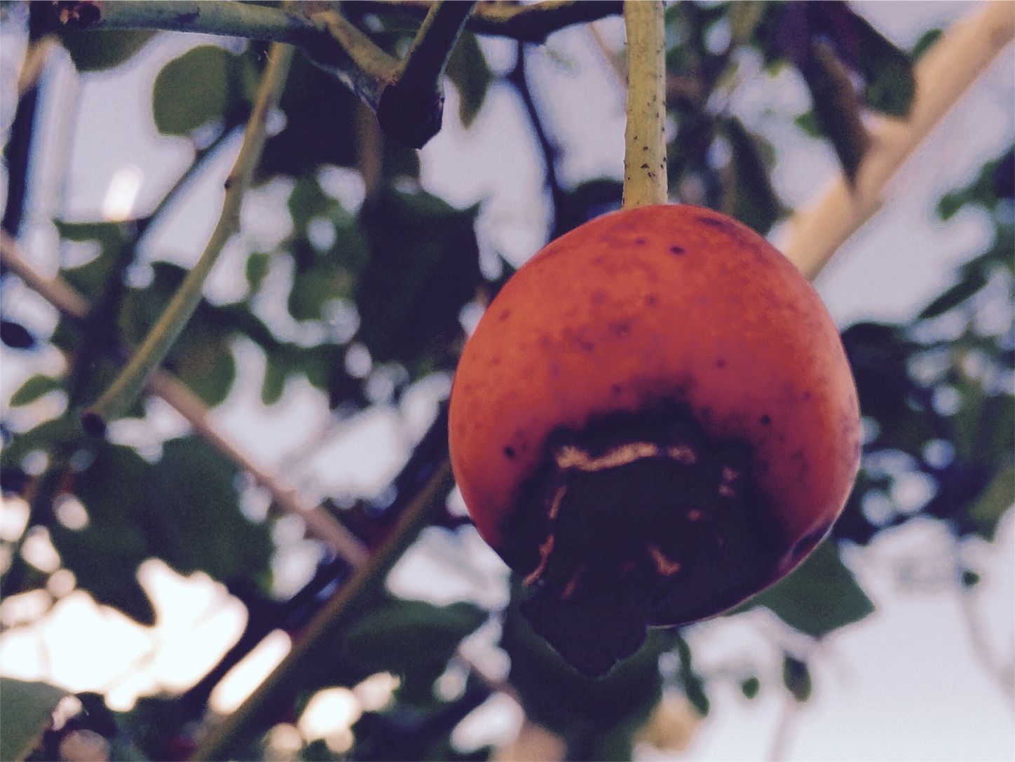 f:id:m-hatch:20151101140227j:image f:id:m-hatch:20151101140227j:image